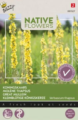 Produktbild von Königskerze | Blumensamen von Buzzy Seeds