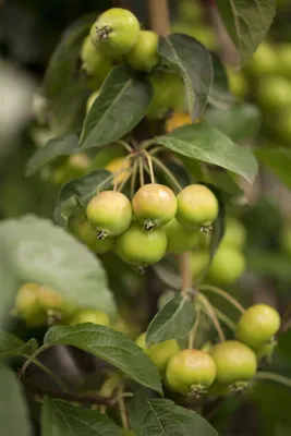 Produktbild von Malus 'Golden Hornet', Zierapfel, gelb, 60–100 cm