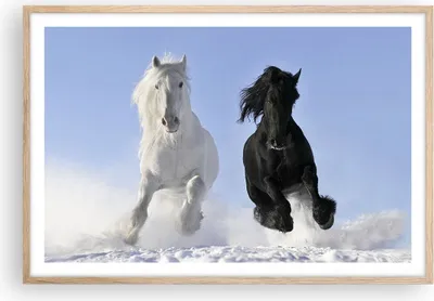 Produktbild von Gerahmtes Poster - Rahmen in heller Eiche - Tiere Schönheit Wettbewerb - 91,5x61 cm - Wand Bild - Wanddeko - Wandbilder - Wandposter - Bilderrahmen - Bilder - Kunstdruck - Wandbild - P2NAA91x61-2179