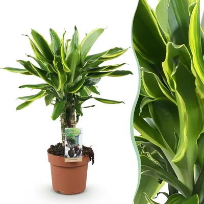 Image de Green BoutiQ - Green is... Plantes d'intérieur - Dracaena fragrans Golden Coast - Dracaena - Peu d'entretien - Vert - 1 plante - Pot de 17 cm - Hauteur 50-55 cm