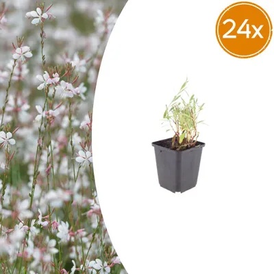 Obrázok produktu pre Gaura lindheimeri – „Krásna kvetina“ – výška rastliny: 9 cm, veľkosť kvetináča: 10-25 cm – sada obsahuje 24 rastlín