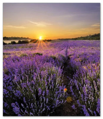 Produktbild von Wallario Herdabdeckplatte aus Glas, Größe 52 x 60 cm 1-teilig, Motiv Sonnenuntergang über dem Lavendel