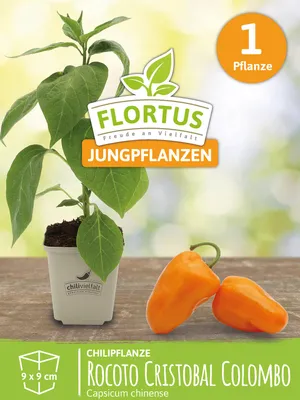 Artikelbild 5 von 'Chilipflanze Rocoto Cristobal Colombo' aus der Kategorie Chilipflanzen