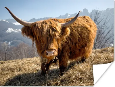 Produktbild von MuchoWow® Poster Schottischer Highlander - Berg - Schnee 160x120 cm - Foto Plakat