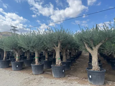 Zdjęcie produktu dla Sunny Tree – rozgałęziona oliwka – Olea Europaea Koroneiki – 130 l – gładki pień – wysokość ok. 220 cm