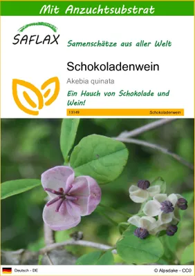 Produktbild von SAFLAX - Schokoladenwein - Akebia quinata - 10 Samen - Mit keimfreiem Anzuchtsubstrat