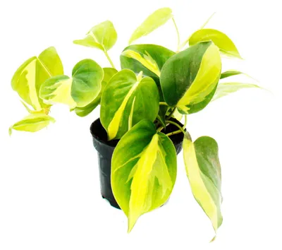 Obrázek produktu pro Philodendron scandens Brasil – popínavý milovník stromů – dvoubarevný – 12cm květináč