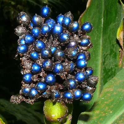Produktbild von Marmorbeere (Pollia condensata) - 3 Samen