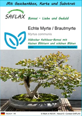 Produktbild von SAFLAX - Geschenk Set - Bonsai - Echte Myrte / Brautmyrte - 30 Samen - Mit Geschenk- / Versandbox, Versandaufkleber, Geschenkkarte und Anzuchtsubstrat - Myrtus communis
