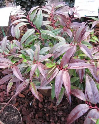 Produktbild von Leucothoe keiskei Royal Ruby - Traubenheide - Traubenmyrte - Lavendelheide - 30-40cm