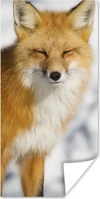 Produktbild von MuchoWow® Poster Fuchs - Schnee - Rot 40x80 cm - Dekoration