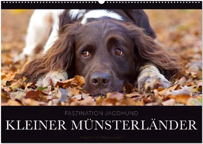 Produktbild von Faszination Jagdhund - Kleiner Münsterländer (Wandkalender 2026 DIN A2 quer), CALVENDO Monatskalender