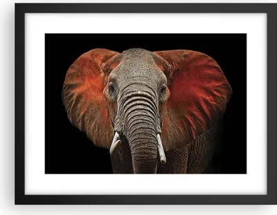 Produktbild von Gerahmtes Poster - Schwarzer Rahmen - Elefant Rot Ohren - 40x30 cm - Wand Bild - Wanddeko - Wandbilder - Kunstposter - Wandposter - Bilderrahmen - Bilder - Kunstdruck - Wandbild - P2BAA40x30-4237