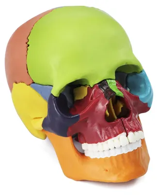 Imagen del producto de Solidchoice - Set de 15 piezas, modelo anatómico de cráneo colorido