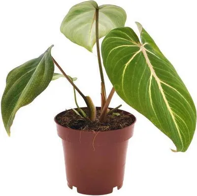 Produktbild von Philodendron Selloum Atom – Baumfreund – Ø12cm – Höhe ca. 25cm – Kompakte Zimmerpflanze mit tiefgrünen, geteilten Blättern