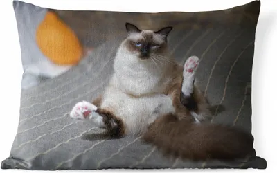 Produktbild von MuchoWow® Outdoor Kissen - Katze - Fell - Braun - 60x40 cm - Wetterfest - Lounge Kissen - Zierkissen - Kissen für Innenräume