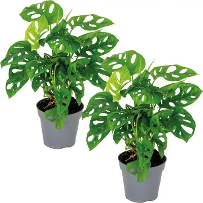 Zdjęcie produktu dla Bloomique - Zestaw 2 sztuk - Monstera Adansonii - Monkey Leaf - Roślina serowa szwajcarska - Rośliny doniczkowe - Nadaje się jako roślina pnąca - Oczyszcza powietrze - Wysokość 20-30 cm - Doniczka 12 cm