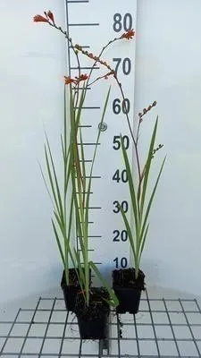 Image de 6 x Crocosmia 'Fire King' - Crocosmia - Pot 9 x 9 cm