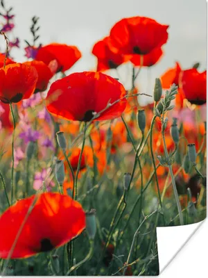 Produktbild von MuchoWow® Poster Mohn - Blumen - Rot - Lila - Wiese 60x80 cm - Schlafzimmer Dekoration