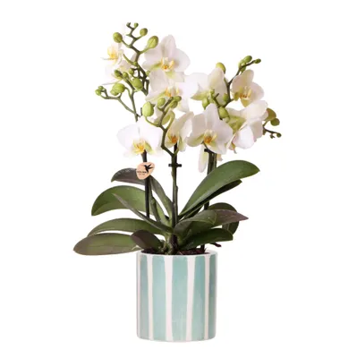 Produktbild von Kolibri Orchids | Weiße Phalaenopsis Orchidee Lausanne + Painted Stripe Ziertopf Türkis - Topfgröße Ø9cm | Blühende Zimmerpflanze - Frisch vom Züchter