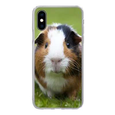 Produktbild von MuchoWow® Handyhülle Schutzhülle Hülle für iPhone X Zwei Meerschweinchen Silikon Softcase Handy Hülle - Handyhülle