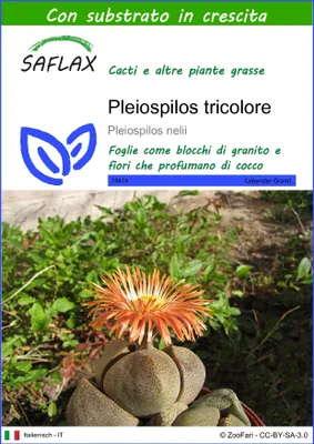 Immagine prodotto di SAFLAX  - Pleiospilos tricolore - 40 semi - Con substrato - Pleiospilos