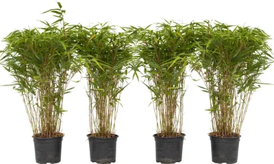 Zdjęcie produktu dla Fargesia lśniąca - 4 szt - Fargesia nitida 'Gansu' - W50-70cm - ⌀17cm