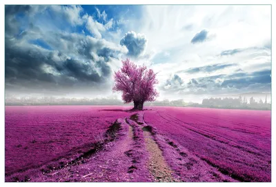 Produktbild von Wallario Küchenrückwand aus Glas, Größe: 90 x 60 cm, Motiv: Surreales Blumenfeld  lila Blumen auf dem Feld | Spritzschutz | abwischbar | pflegeleicht | in