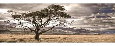 Obrázek produktu pro Obraz na plátně "Savana" 120 x 50 cm