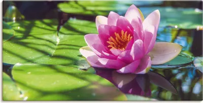 Produktbild von ARTland Leinwandbild Seerose Nahaufnahme Größe: 60x30 cm