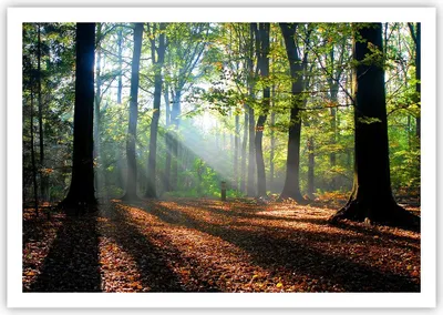 Produktbild von Poster - Poster ohne Rahmen - Wald Blätter Sonne - 100x70 cm - Wand Bild - Wanddeko - Wandbilder - Kunstposter - Wandposter - Bilder - Kunstdruck - Wanddekoration - Wandbild - P2XAA100x70-0136