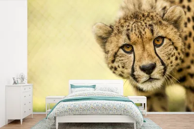 Produktbild von MuchoWow® Fototapete für Wohnzimmer oder Schlafzimmer Wandtapete Vinyl Motivtapete Leopard - Gepard - Tier - 600x400 cm - Vinyltapeten