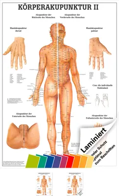 Produktbild von Körperakupunktur II Lehrtafel Anatomie 100x70 cm medizinische Lehrmittel