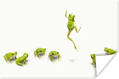 Produktbild von MuchoWow® Poster Frosch - Tiere - Grün 180x120 cm - Fotoplakat
