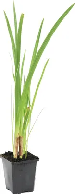 Produktbild von Bloomique - Schizostylis Coccinea - Spaltgriffel - Rosa - Teichpflanzen Winterhart - Wasserpflanzen - Zone 1-2 - Höhe 30-40 cm - Topf 9 cm