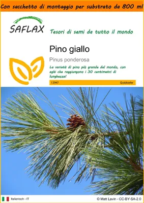 Immagine prodotto di SAFLAX Garden in the bag - Pino giallo - 20 semi - Pinus