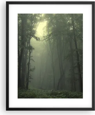 Produktbild von Gerahmtes Poster - Schwarzer Rahmen - Wald Nebel Baum - 40x50 cm - Wand Bild - Wanddeko - Wandbilder - Kunstposter - Wandposter - Bilderrahmen - Bilder - Kunstdruck - Wandbild - P2BPA40x50-3543