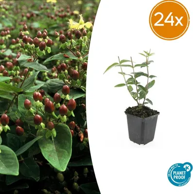 Immagine prodotto di Hypericum inodorum | 24 pezzi - 10-25cm - Ø9cm - Pianta da giardino