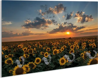 Produktbild von Wallario Schlüsselbrett aus Glas, Motiv: Sonnenblumenwiese vor Wolken mit Sonnenuntergang, 30 x 20 cm mit 4 Haken