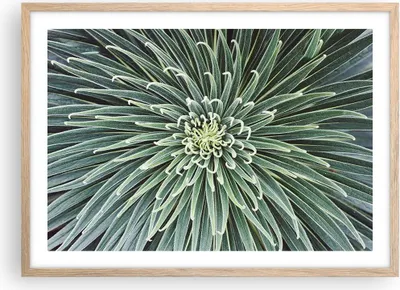 Produktbild von Gerahmtes Poster - Rahmen in heller Eiche - Agave Grün Pflanze - 70x50 cm - Wand Bild - Wanddeko - Wandbilder - Kunstposter - Wandposter - Bilderrahmen - Bilder - Kunstdruck - P2NAA70x50-4905