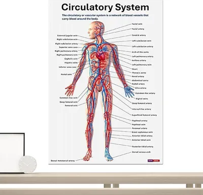 Productafbeelding van Anatomie Poster Set - Menselijk Lichaam Grafieken - Medisch Studeren - Hoge Resolutie Illustraties - 16 Stuks - Meerdere Kleuren