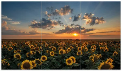 Produktbild von Wallario Herdabdeckplatte aus Glas, Größe 90 x 52 cm 3-teilig, Motiv Sonnenblumenwiese vor Wolken mit Sonnenuntergang