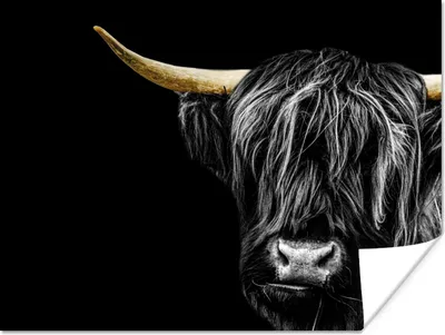 Produktbild von MuchoWow® Poster Schottischer Hochländer - Kühe - Horn - Gold 160x120 cm - Foto Plakat