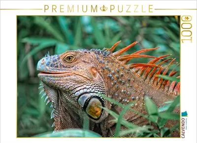 Produktbild von CALVENDO Puzzle Wunderschöner Leguan | 1000 Teile Lege-Größe 64x48cm Foto-Puzzle für glückliche Stunden
