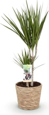 Image de Dracaena Marginata 70-80cm, 17cm, avec panier aux bords rouges - Une décoration