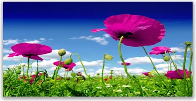 Produktbild von Glasbilder 140x70 Wandbild Druck auf Glas Wiese Blumen Natur