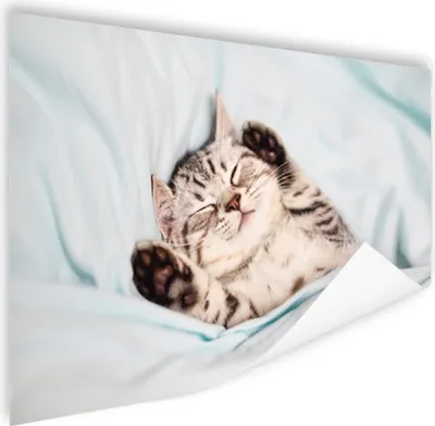 Produktbild von MuchoWow® Poster Kätzchen - Bett - Pfoten - Mädchen - Kinder - Kinder - Kind 180x120 cm - Fotoplakat