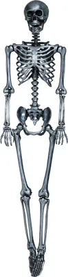 Immagine prodotto di Halloween Scheletro Decor Decorazione Horror Figura Spaventosa Decorazione Spaventosa Dimensione Vita Evento Fantasma Nero