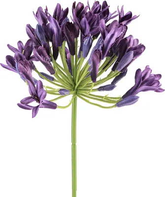 Produktbild von Agapanthus Kunstblumen Lila Schmucklilien 75cm 2St Dekoblumen, 2 Stück