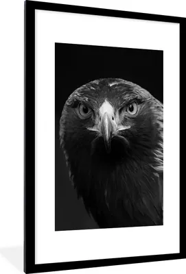 Produktbild von MuchoWow® Gerahmtes Poster Bussard - Vogel - Tiere - Schwarz - Weiß 60x90 cm - Poster mit Schwarzem Bilderrahmen Wandposter Rahmen Foto Bilder - Dekoration - Wandposter Wohnzimmer - Hochwertig